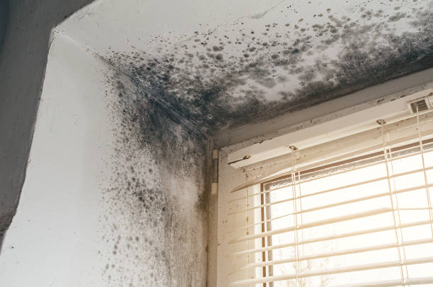 Trusted Attic Mold Removal service in Easton, PA - Cheap Mold Removal
