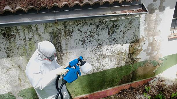 Trusted Commercial Mold Remediation service in Easton, PA - Cheap Mold Removal
